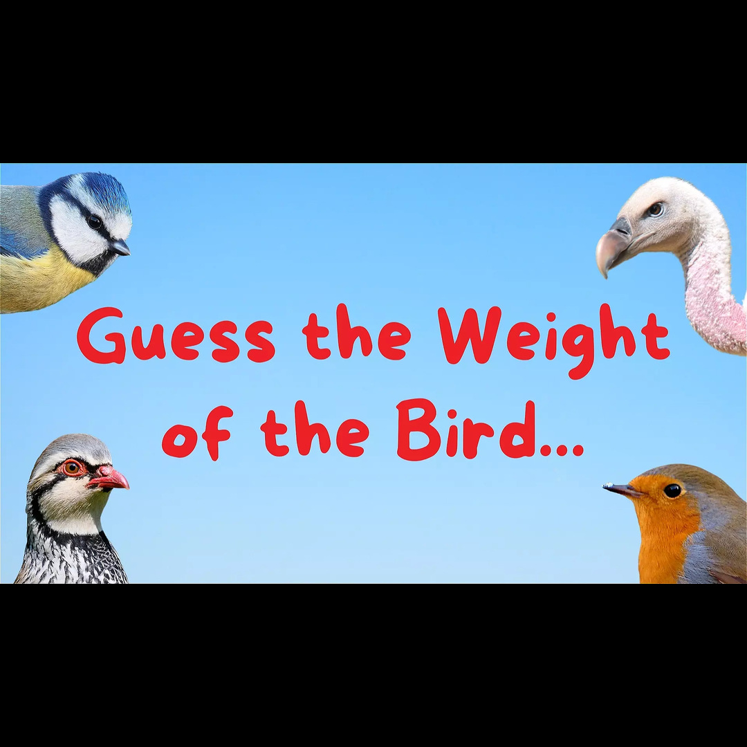 Guess The Weight Of The Bird