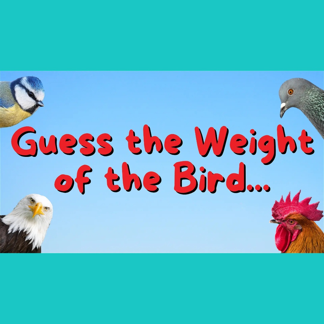 Guess The Weight Of The Bird